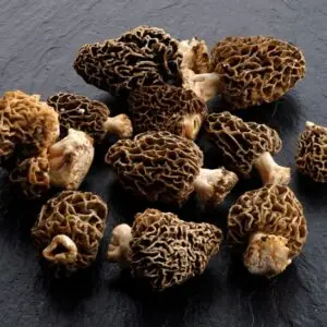 Guchhi Mushroom